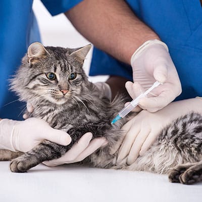 DİKKAT! Sivas'ta Kedi AIDS'ine Rastlandı Uzmanı 'Kontrol' Uyarısı Yaptı!