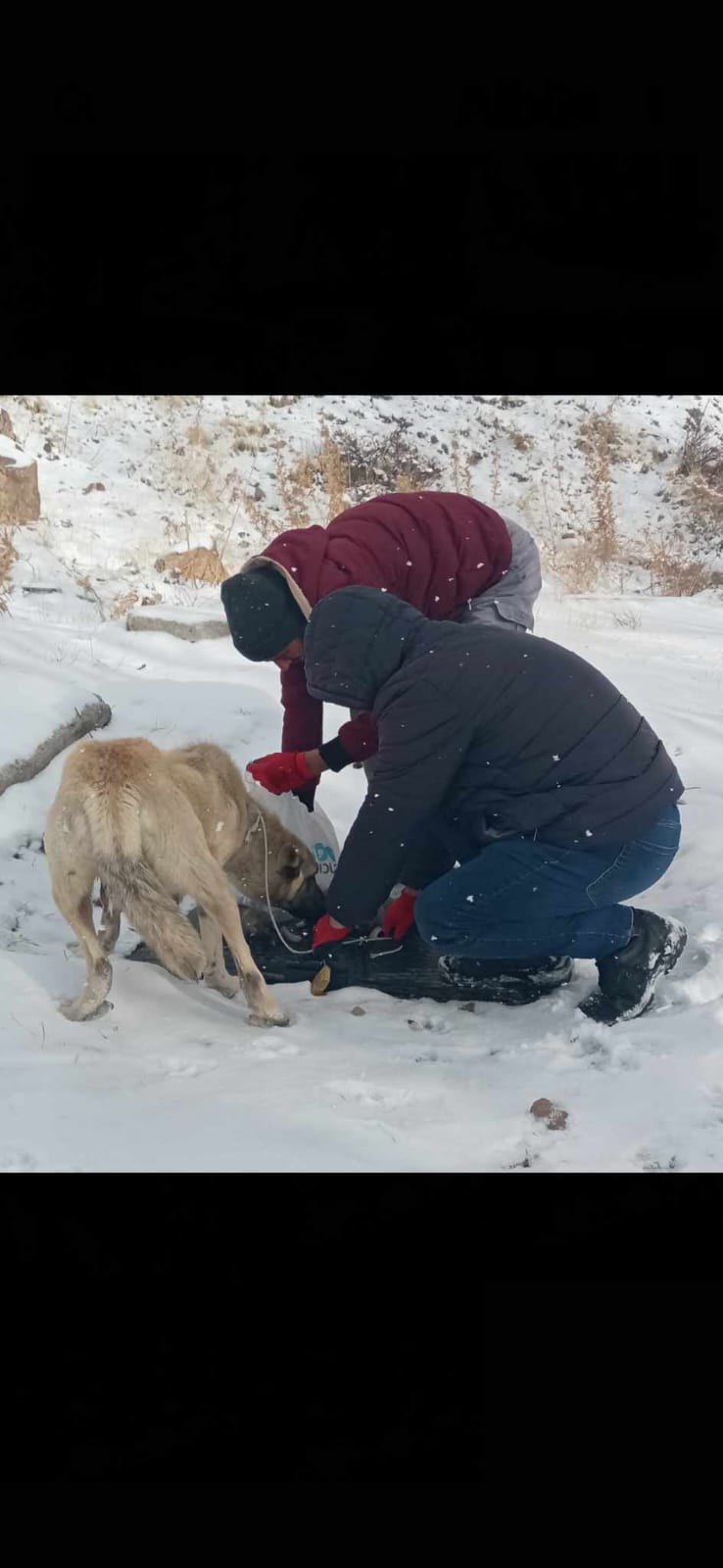 YAVRU KÖPEKLER KURTARILDI