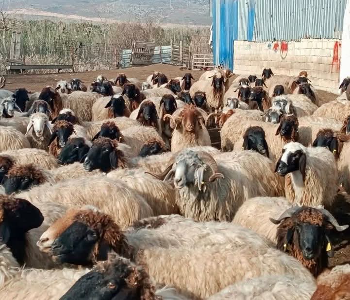 Kayseri'de küçükbaş hayvan sayısı 1 milyon 150 bine ulaştı